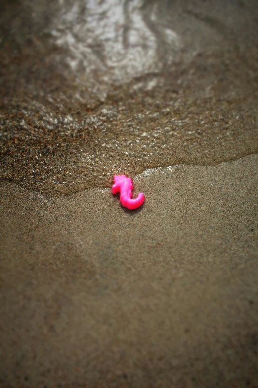 a single pink object lying on the sandy shore