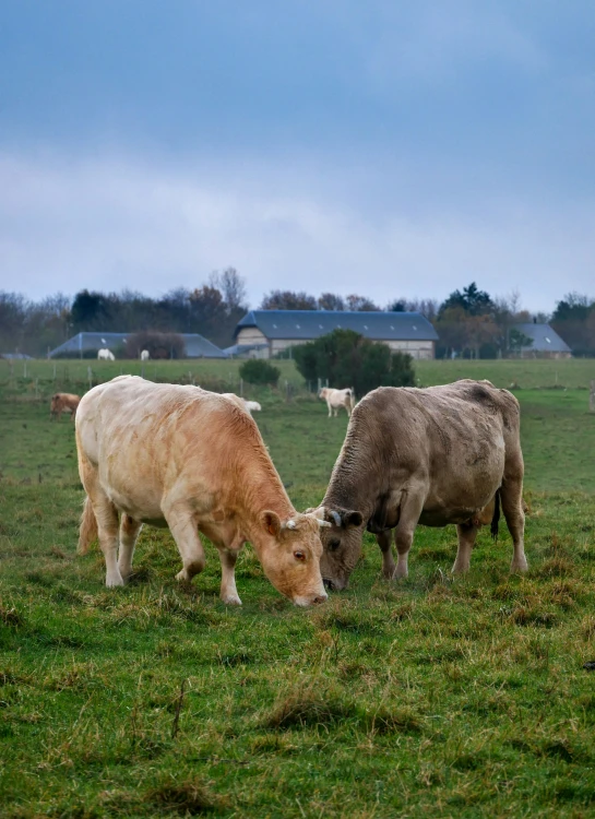 two cows are grazing in a field with cattle