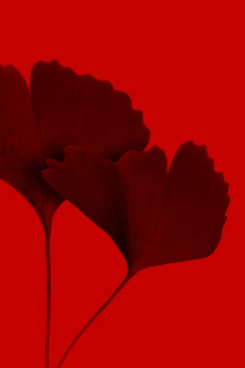 two red petals with stem on red background