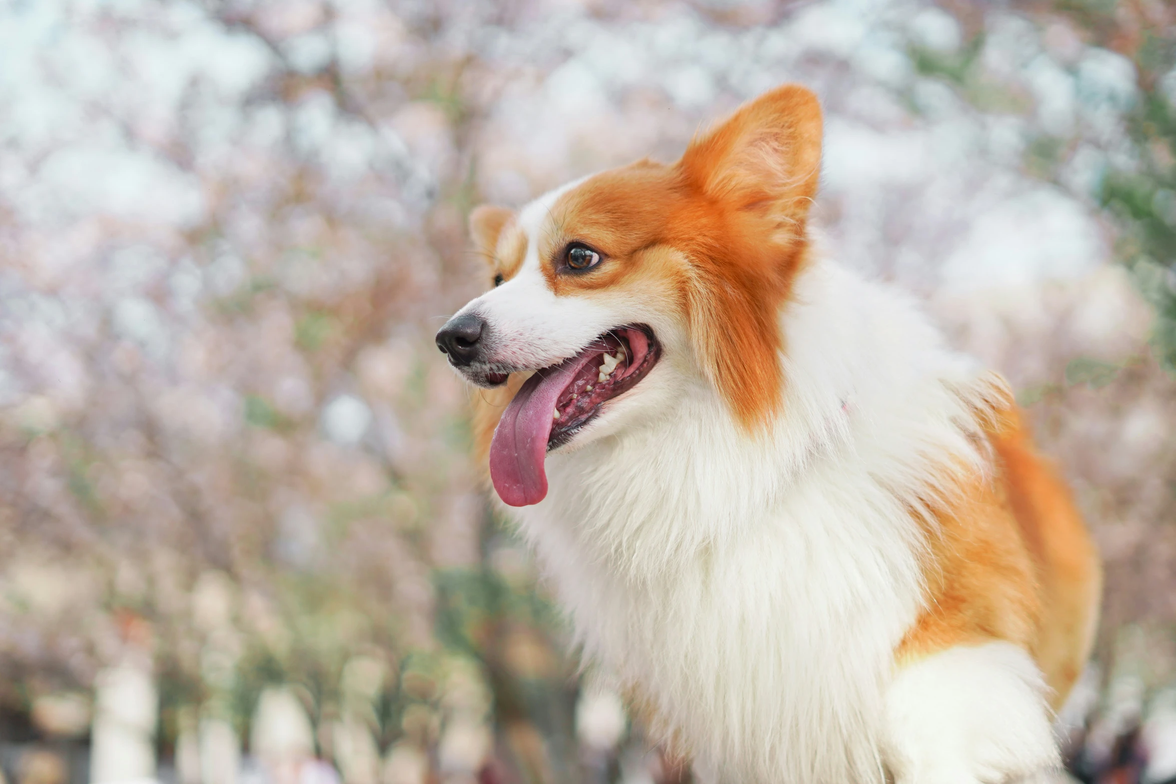 an orange and white dog has its tongue open