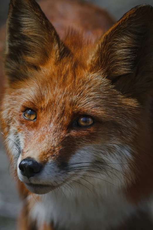 a close up of a fox with a blue eye