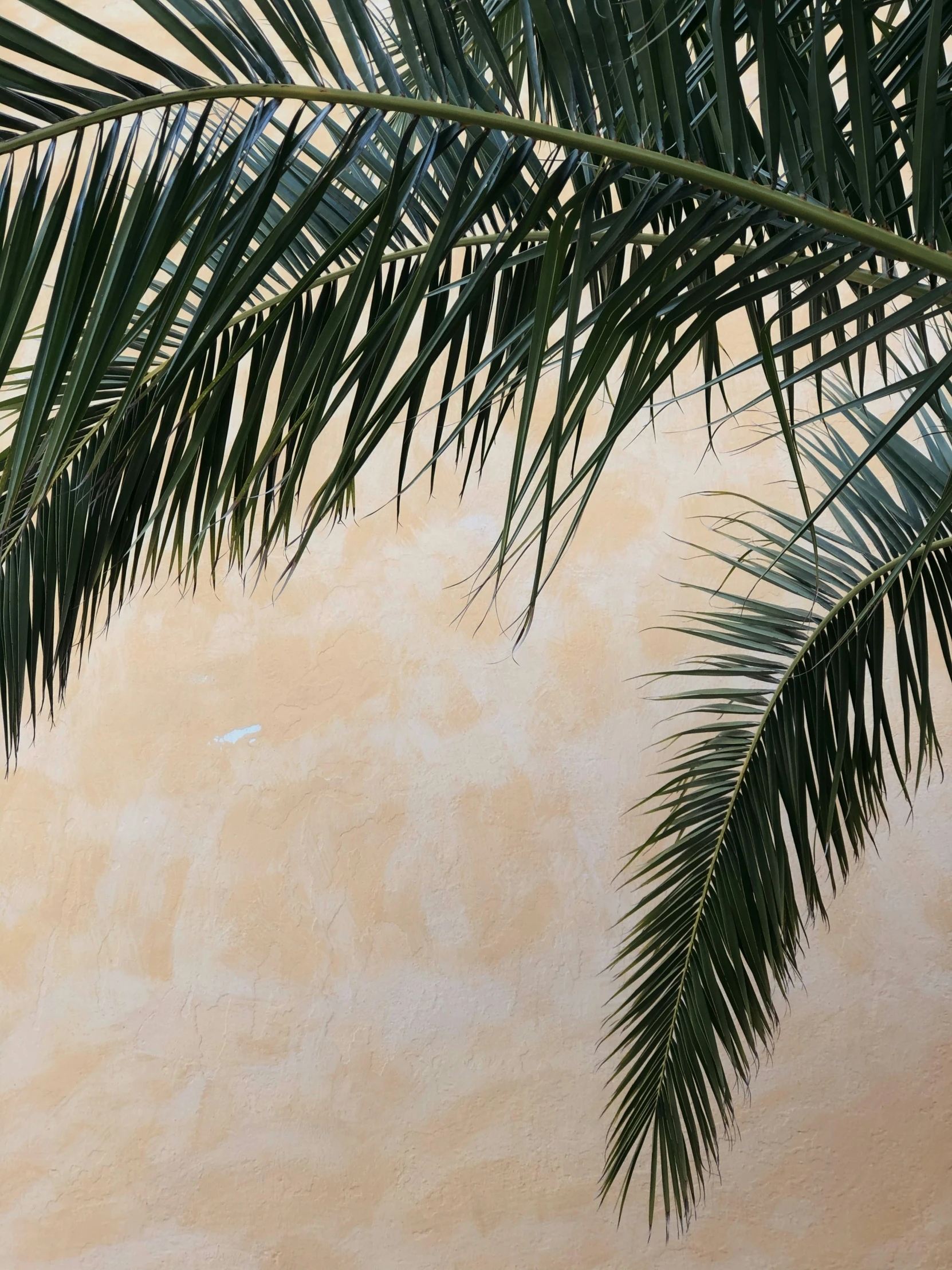 a close up of a leafy green palm tree