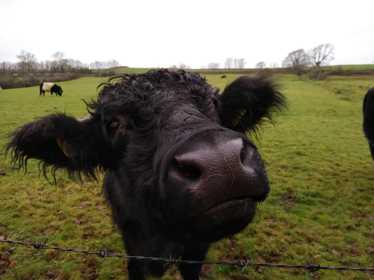 close up po of a black and brown cow