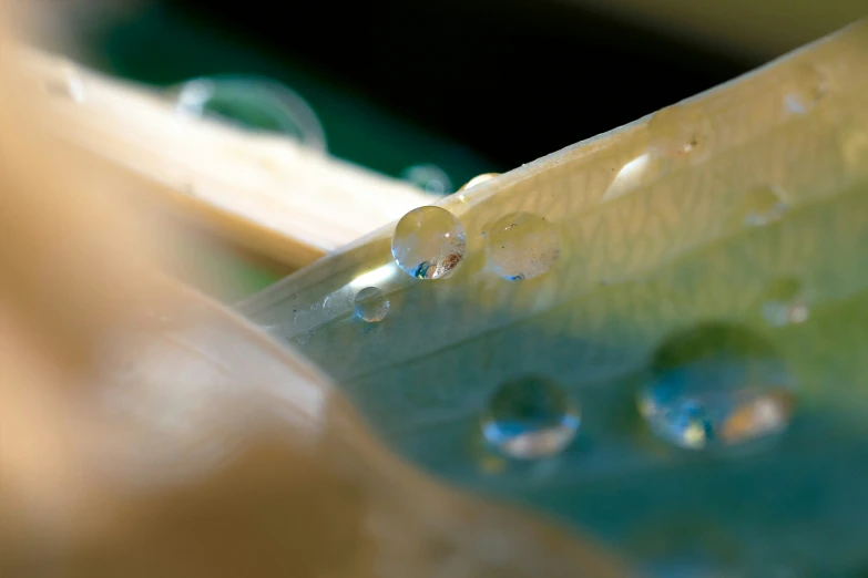 water droplets floating on a blade of green plant material