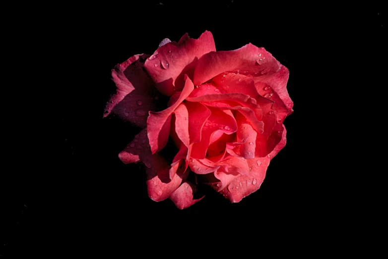 a rose on a black background, taken with the light