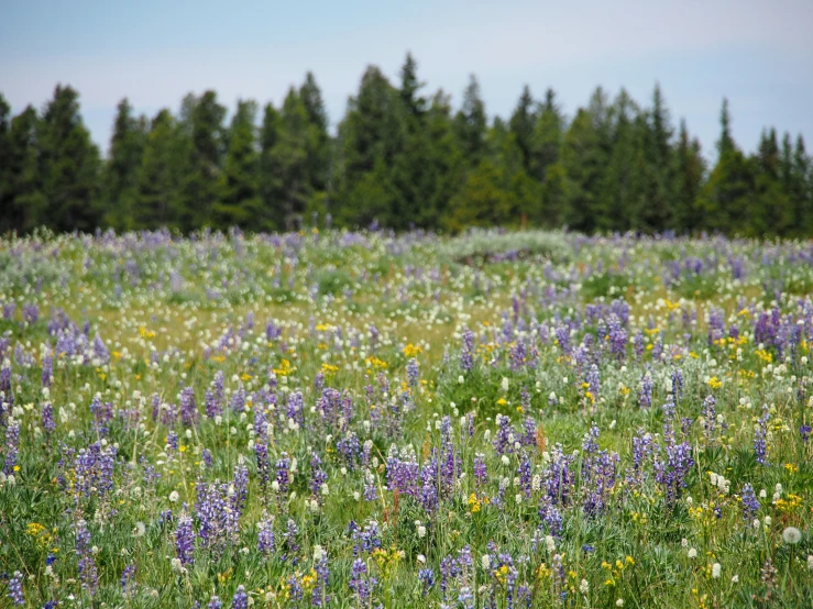 wildflowers in the meadow with trees in the background