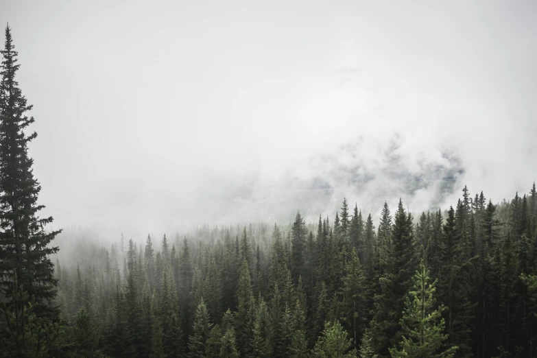 the forest is surrounded by thick green trees