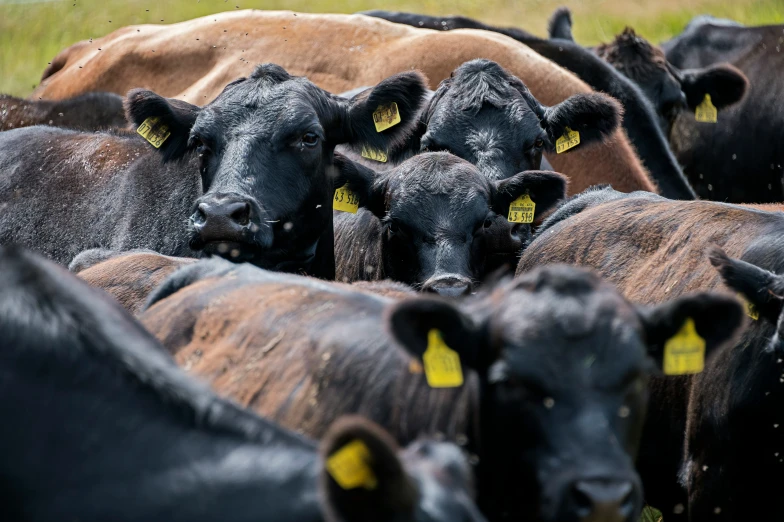 a herd of cattle standing in the grass with yellow tags on their ears