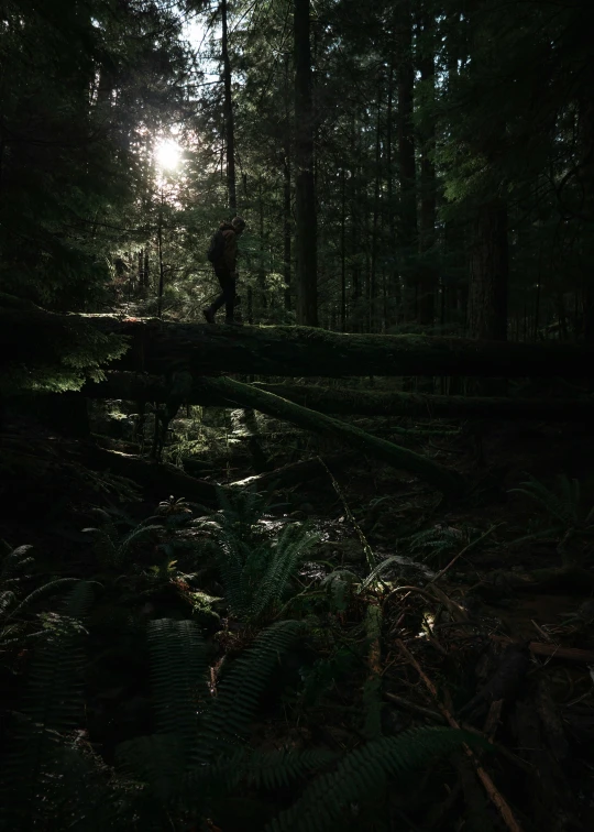 a person walking across a forest near the sunlight