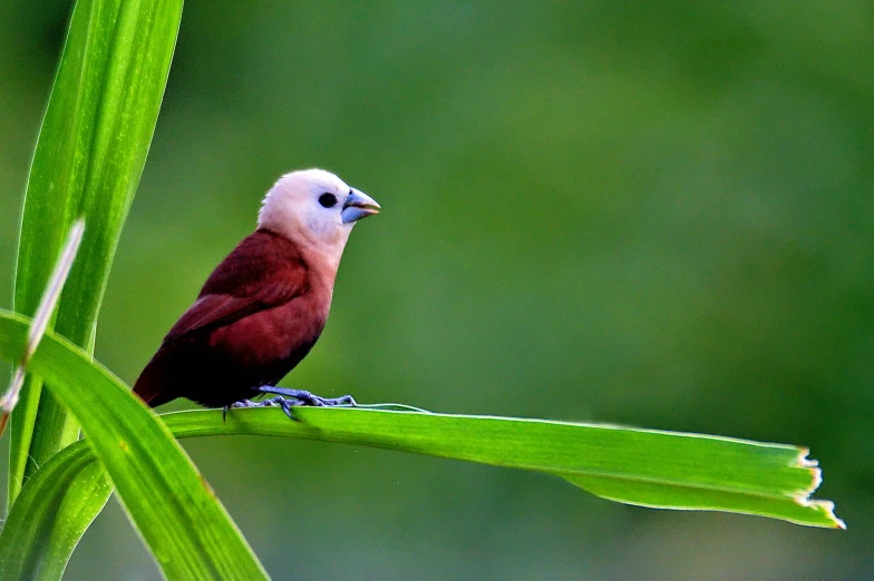 a bird is perched on the edge of a plant stem