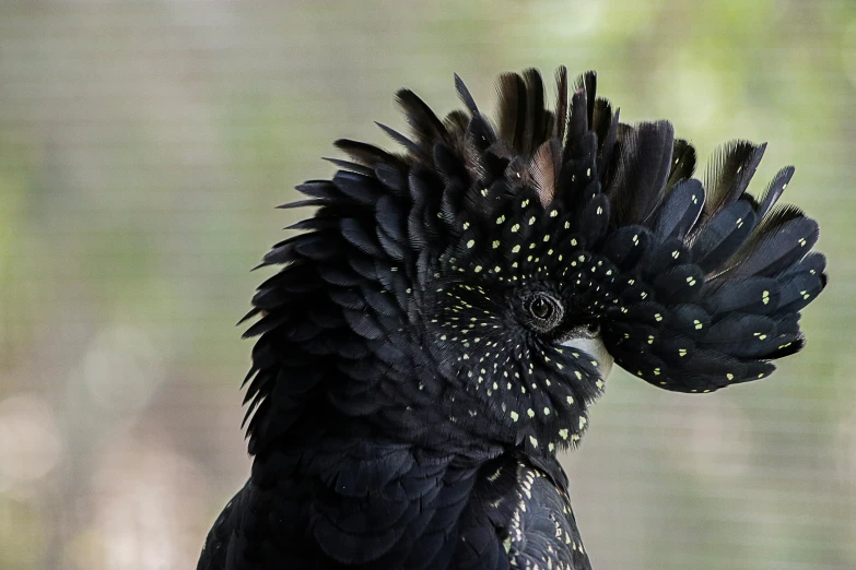 a black and yellow cockatoo with its feathers on its head