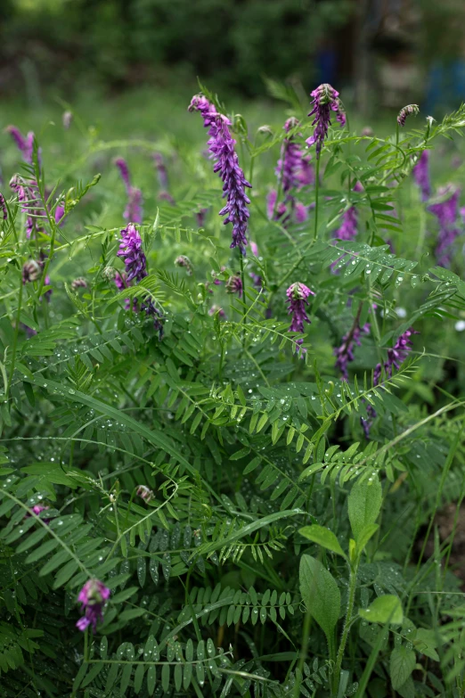 many different colored flowers and plants near each other