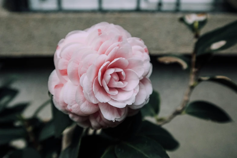 a closeup of a rose that is blooming