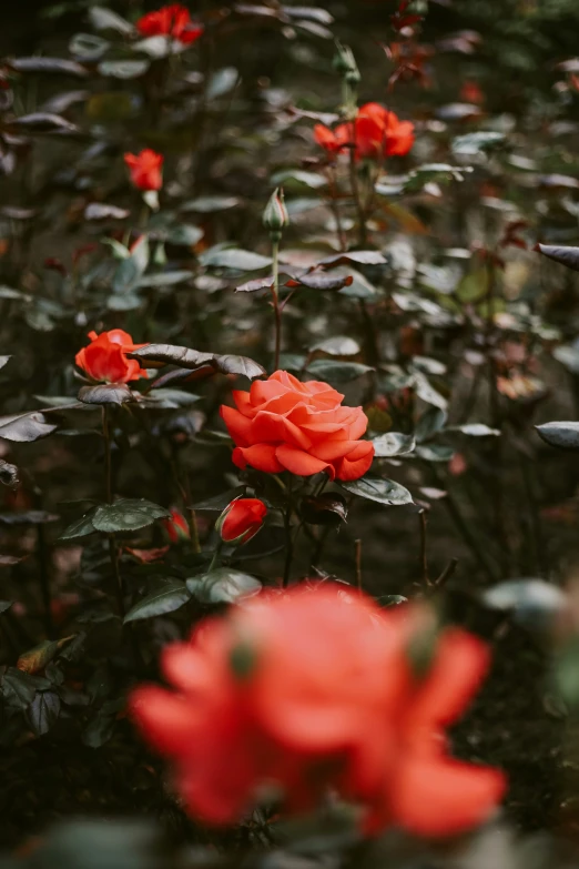 red flowers grow in a patch of green leaves