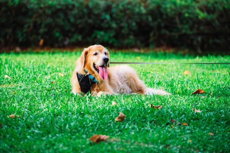 a dog sits in the middle of the grass