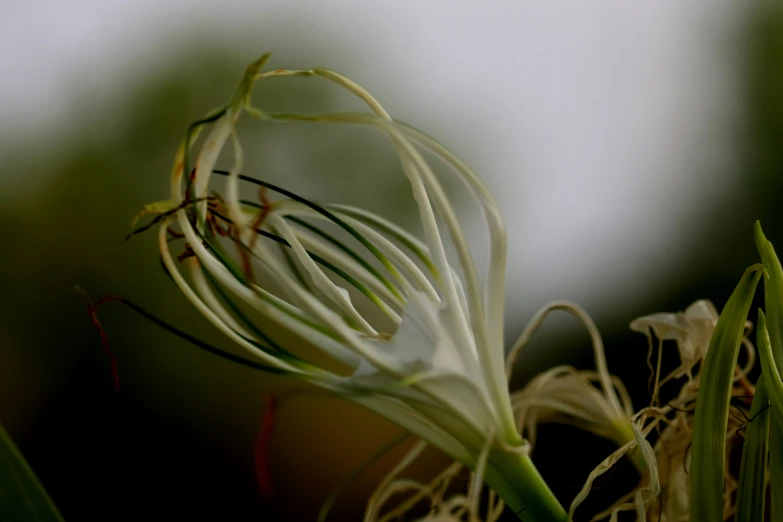 a closeup of a flower head and stem