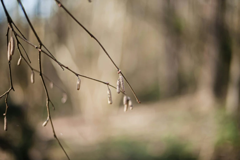 water drops of dew hanging from a tree nch