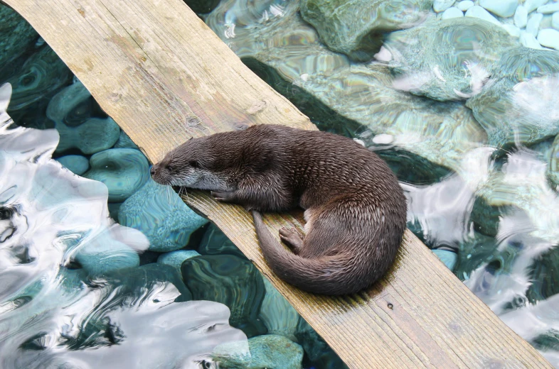 a baby animal lays on a wood strip in the water