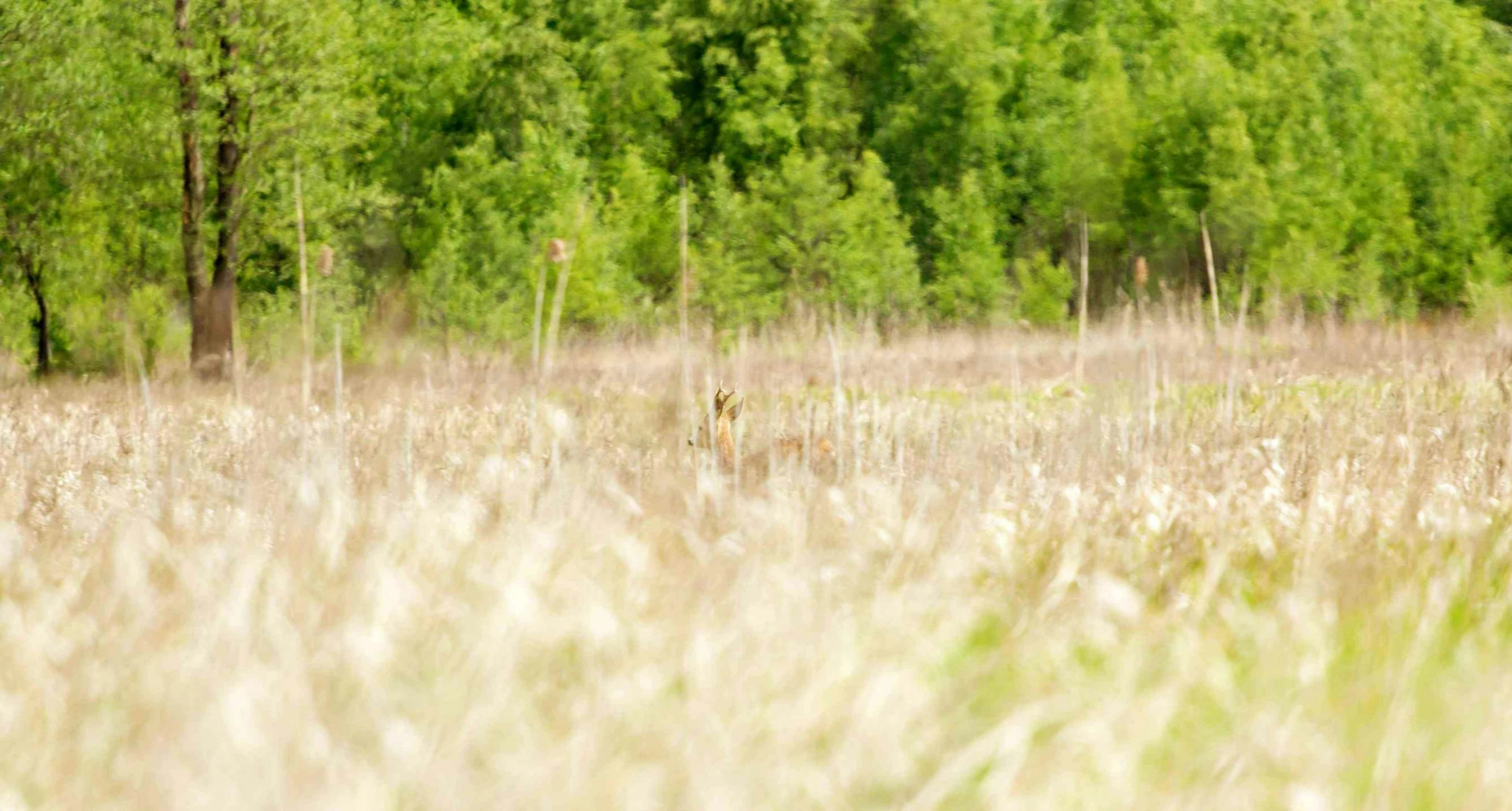 a deer standing in the middle of a field