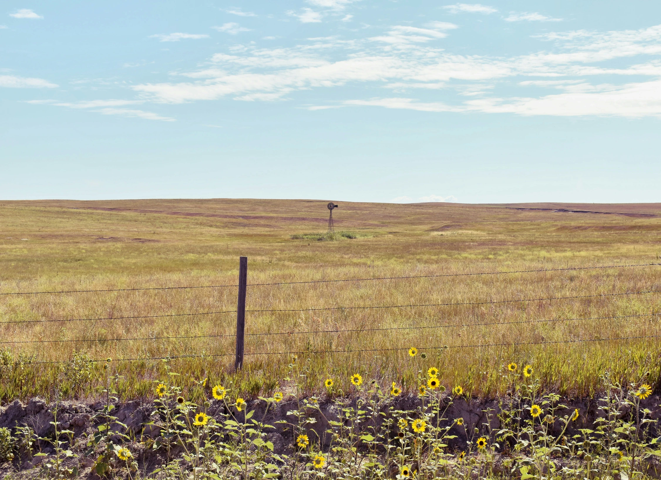 a field with a fence and yellow flowers in it