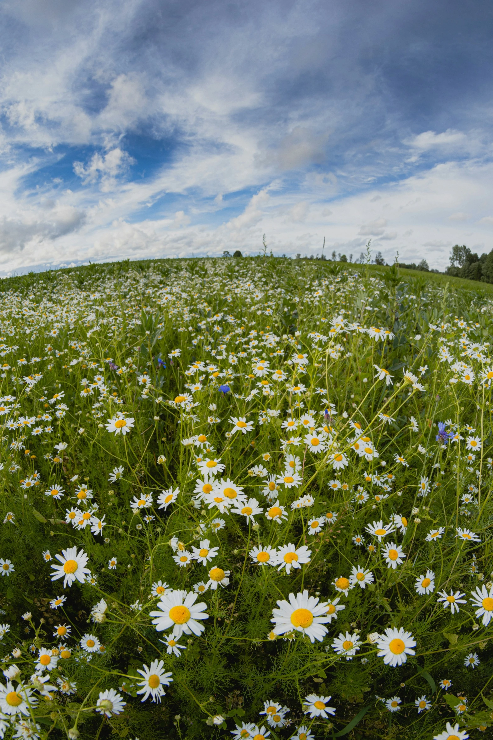 a bunch of flowers are in the tall grass