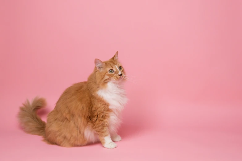an orange and white cat sitting on a pink background