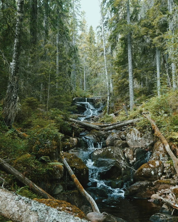 a large stream flows through a dense green forest
