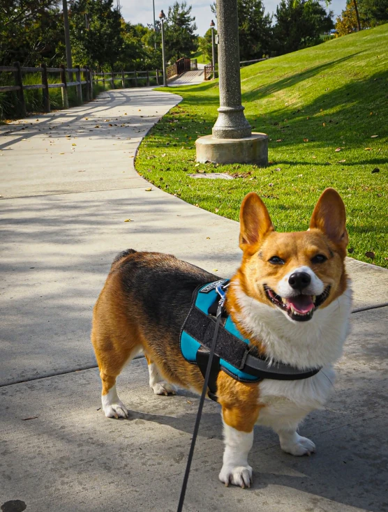 a dog standing on a walkway, with his harness on