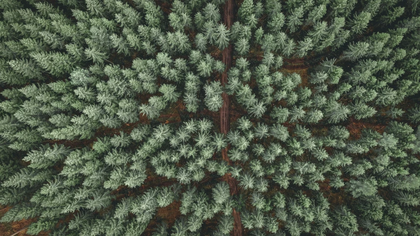 looking down on a forest that is covered in green pine trees