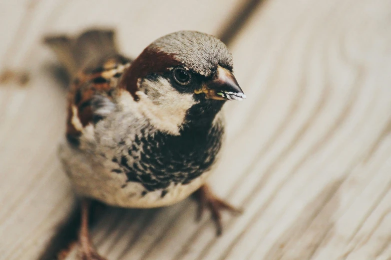 a small bird with a brown and white  standing on a wood deck