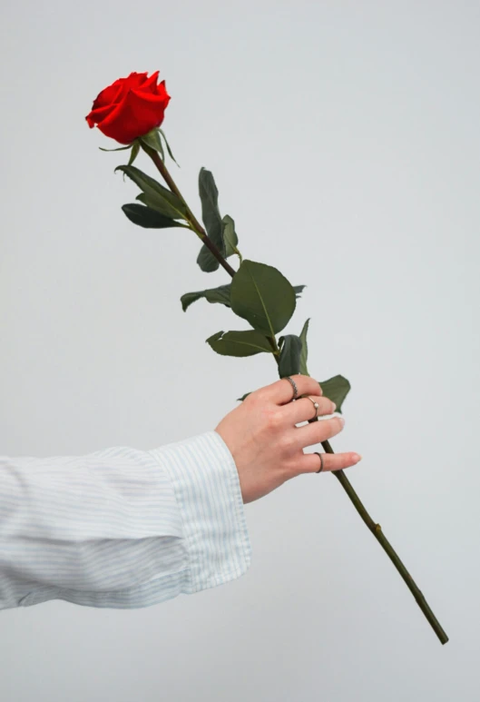 someone holding a single rose against a gray sky