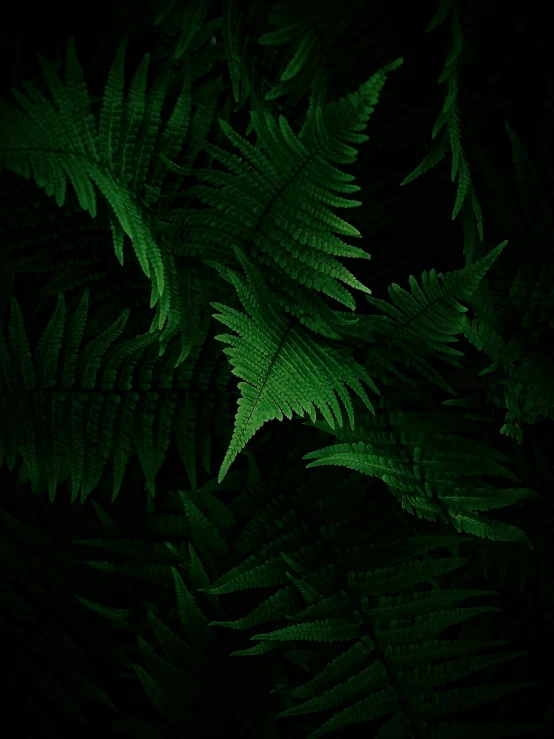 close up of green plant leaves in the night