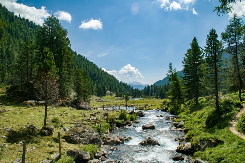 an image of a river flowing through the woods