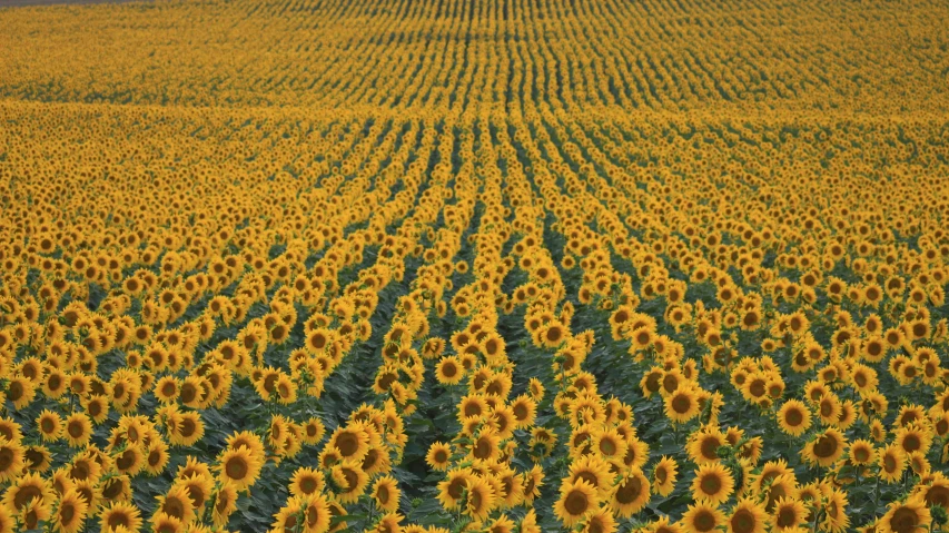 large field with sunflowers in summertime