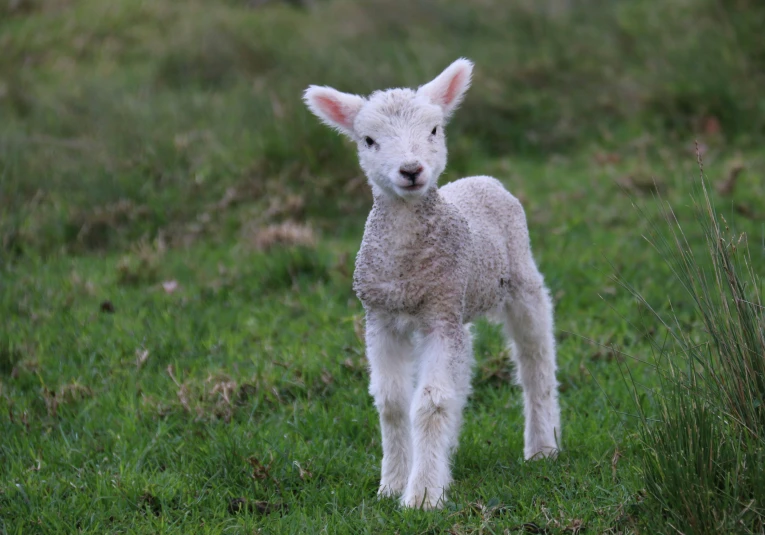 a baby lamb standing on some grass looking straight ahead