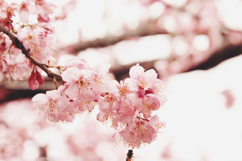 a nch of blossoming cherry tree is shown in this picture