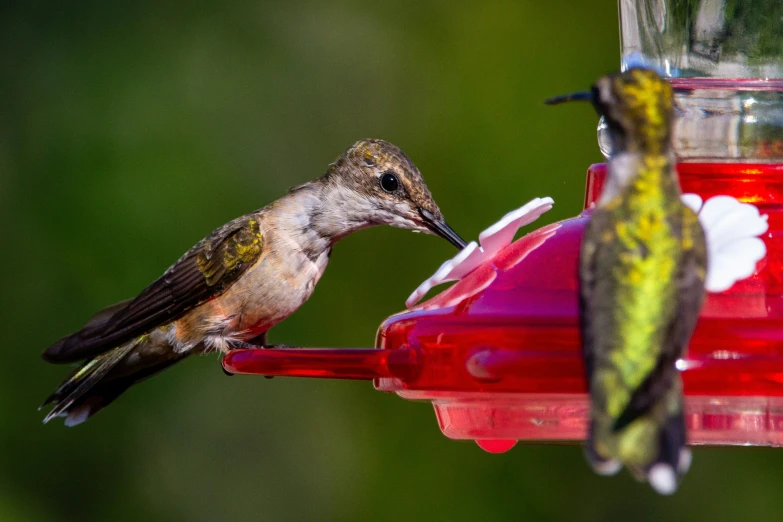 the hummingbird is drinking from the bird feeder