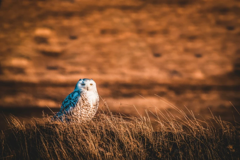 an owl is in a long grassy field