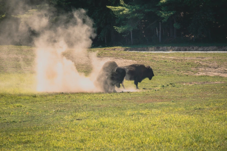 a bison being sprayed with dirt on top of the grass