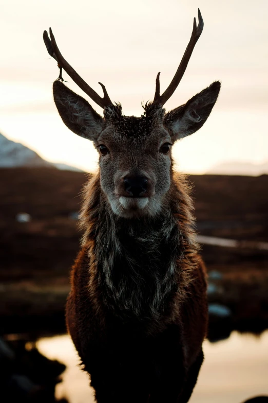 a deer standing in front of mountains with horns