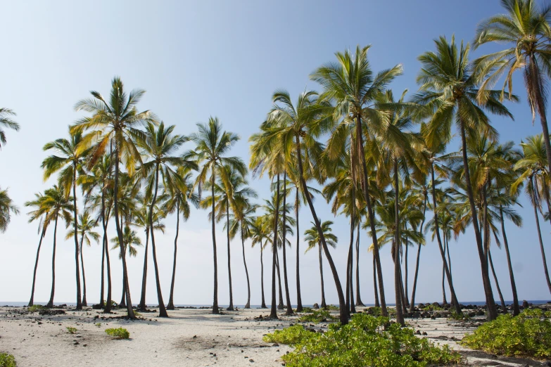 the palm trees and beach have no leaves