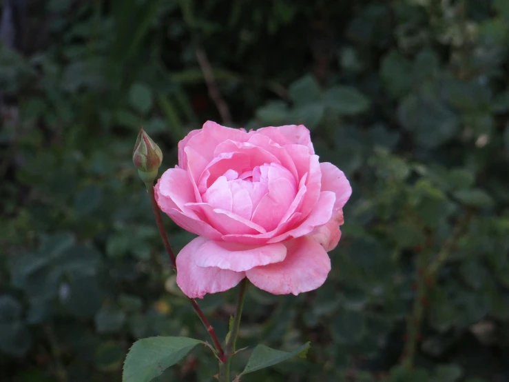 a rose is blooming in the garden