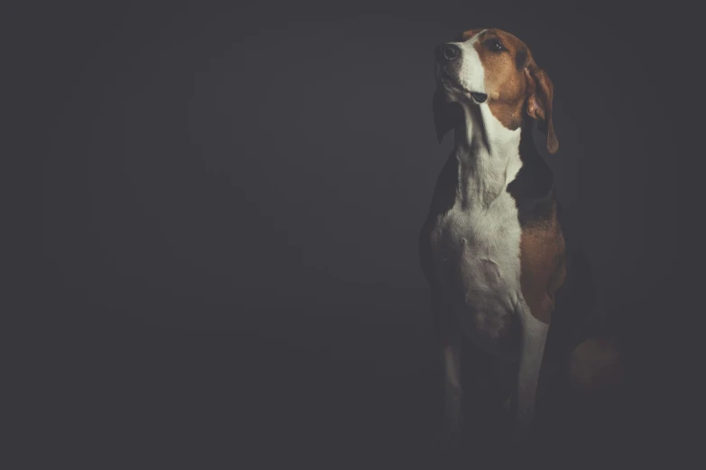 a dog standing up looking up on a black background