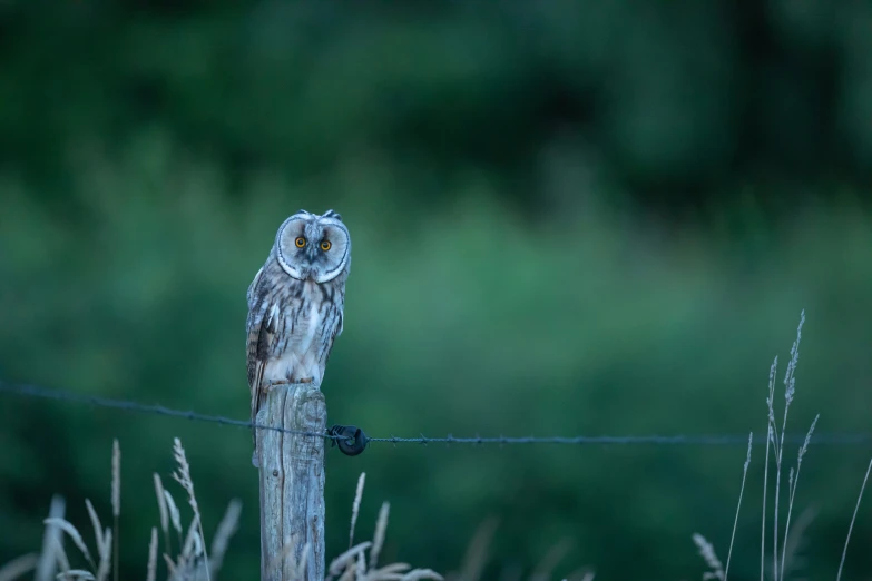 an owl sitting on top of a fence post