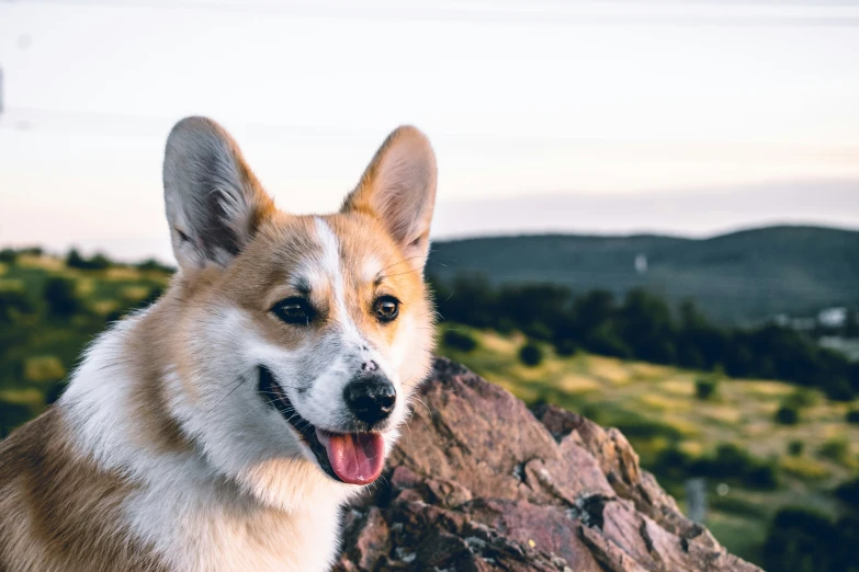 dog sitting on large rocks looking out over mountains