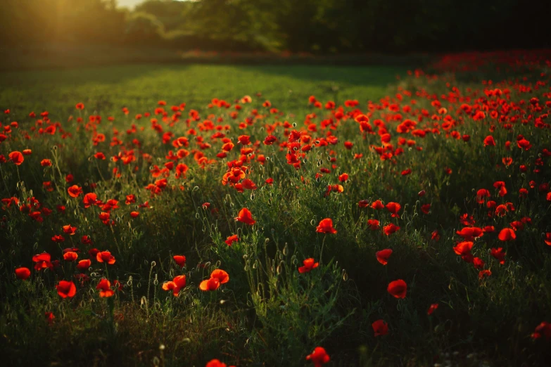 the sun rises over a field full of red poppies