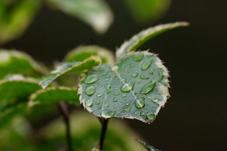 the leaves on the plant are covered with drops of water
