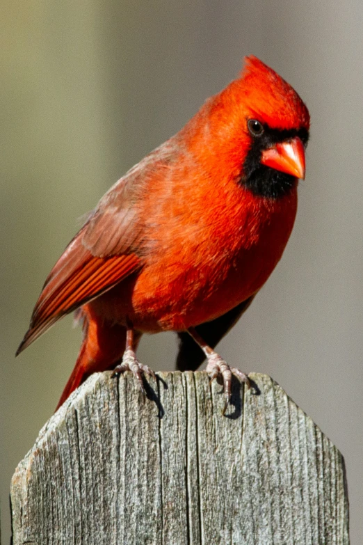 red bird sitting on wooden post with small area