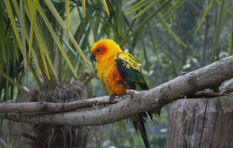 colorful bird perched on a tree nch in a jungle