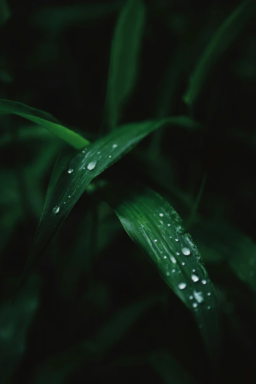 closeup view of leaves with water droplets on them